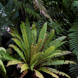 Crown Fern (Lomaria discolor)