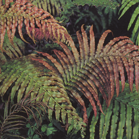 Kiokio (Parablechnum novae-zelandiae)