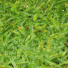 Little Hard-Fern (Austroblechnum penna-marina)