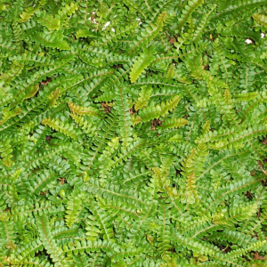 Little Hard-Fern (Austroblechnum penna-marina)