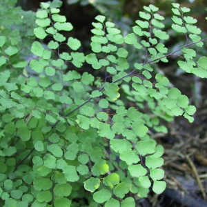 Makaka (Adiantum aethiopicum)