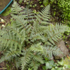 Smooth Shield Fern (Lastreopsis glabella)