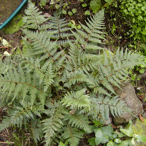 Smooth Shield Fern (Lastreopsis glabella)