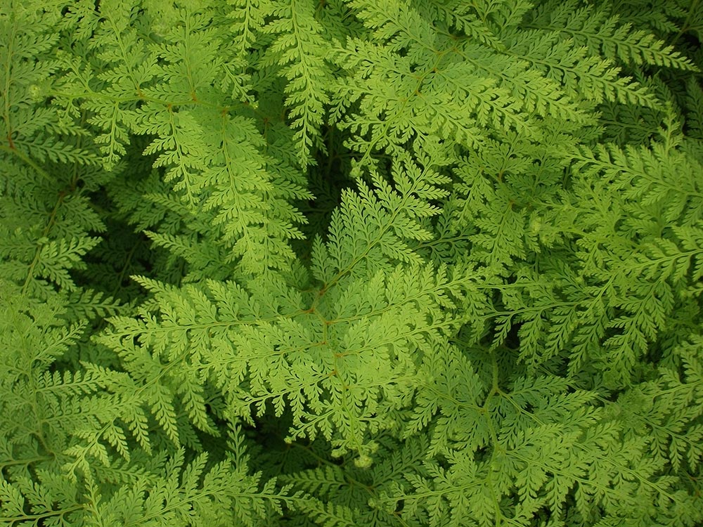 Paesia scaberula fern