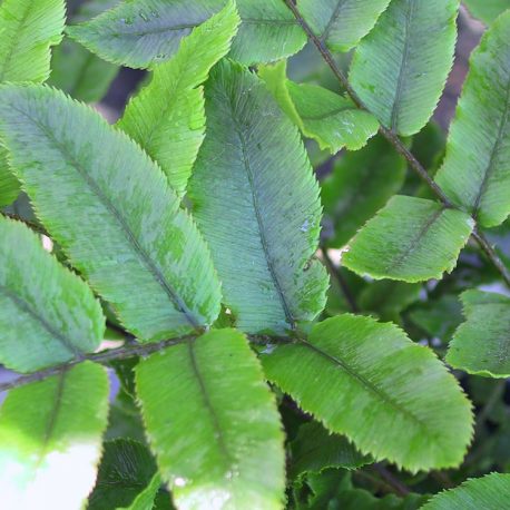 Small Kiokio Fern (Parablechnum procerum)