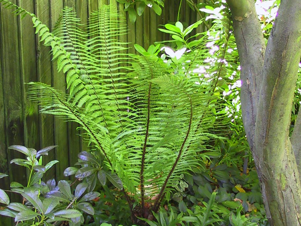 Dry Wallichiana exotic fern