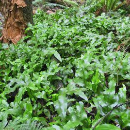 Hounds Tongue - Zealandia pust fern