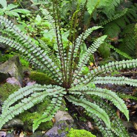 Kiwikiwi Star Fern - Cranfillia Fluviatilis