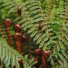 Prickly shield fern - Polystichum vestitum