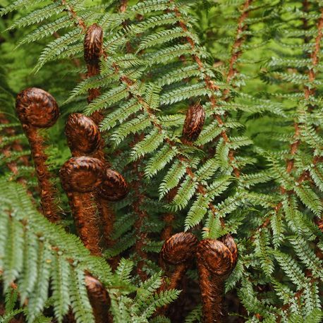 Prickly shield fern - Polystichum vestitum