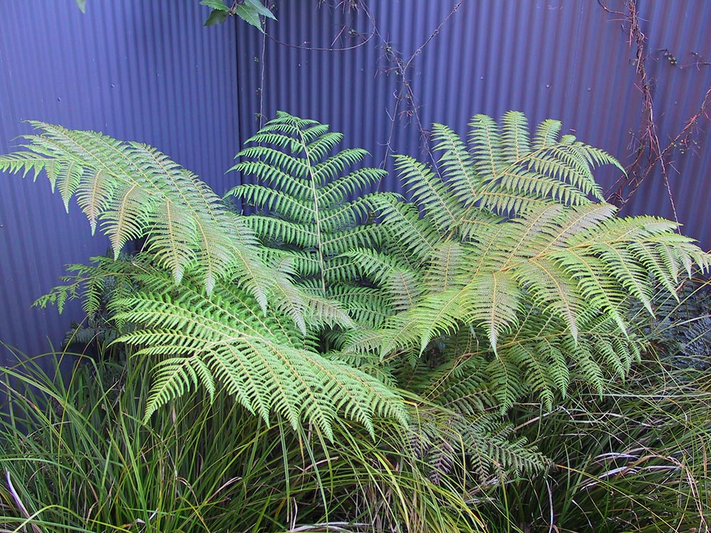 Silver fern ponga - tree fern