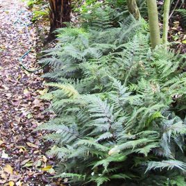 Smooth Shield Fern (Lastreopsis glabella)