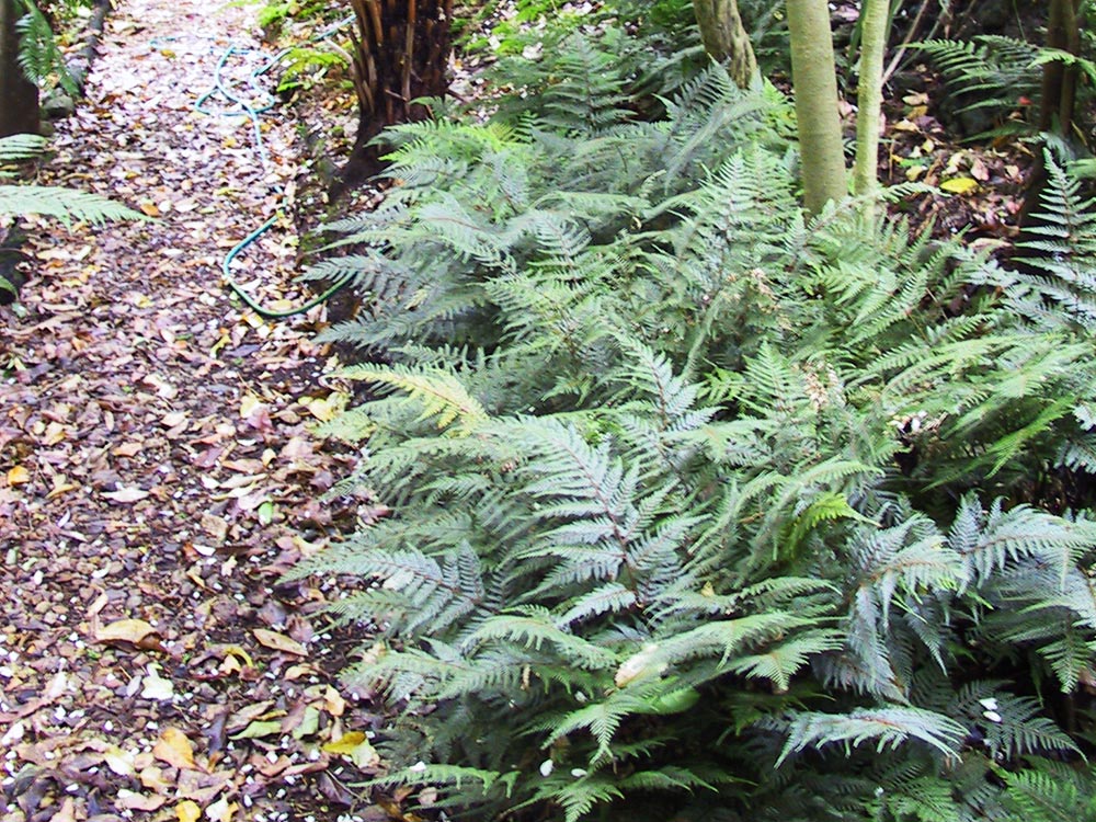 Smooth Shield Fern (Lastreopsis glabella)